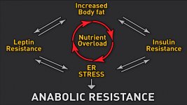 Diagram-Anabolic-Resistance.jpg