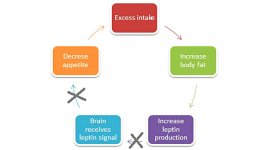 Diagram-Leptin-Resistance.jpg