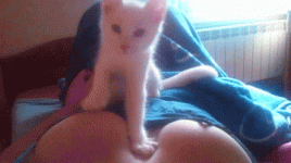 kitty-on-titty-pussies-love-tits-funny-adult-nsfw-gifs-005.gif