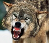 wolf-attack2.jpg