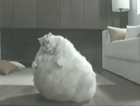 fat-cat-bouncing.gif