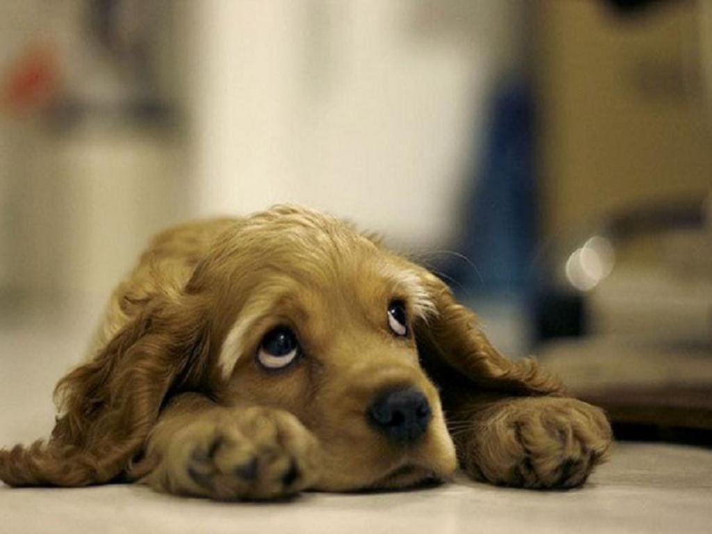 sad-puppy.jpeg