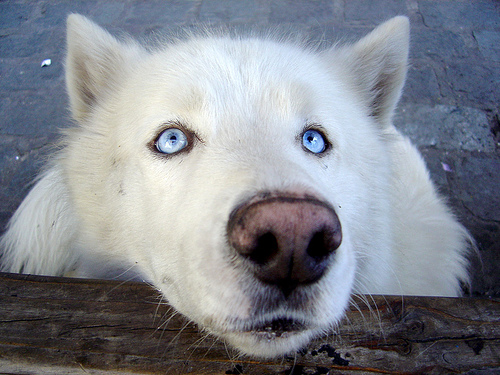 husky-wolf-dog1.jpg