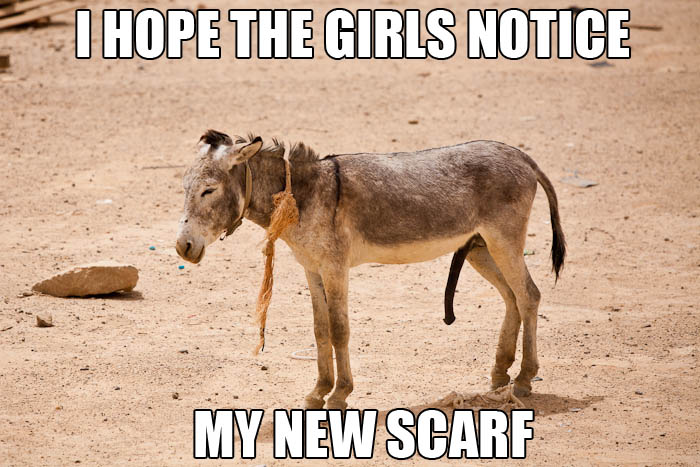 I-Hope-The-Girls-Notice-My-New-Scare-Funny-Donkey-Meme-Picture.jpg