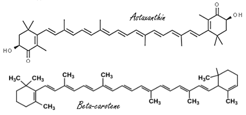 astaxanthin-betacarotene-resveratrol-structures.gif