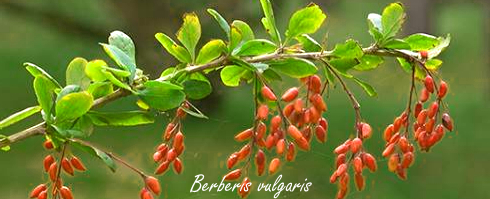 berberis-vulgaris.jpg