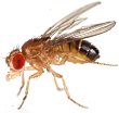drosophilia-melanogaster-fruitfly.jpg