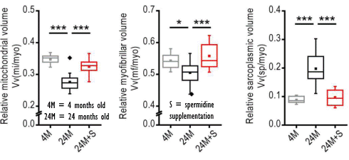 spermidine-longevity-animal-study-2.gif