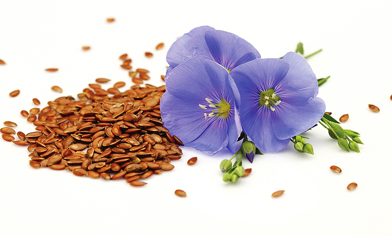 IM0517_E2G_Seeds-and-flowers-of-flax.jpg
