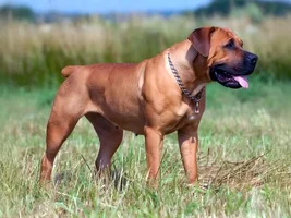 boerboel-standing-field.webp