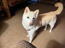 IMG_0591.jpeg