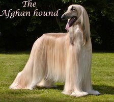 afghanhoundtop.jpg