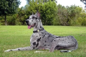Unique Merle Great Dane_1735039414.webp