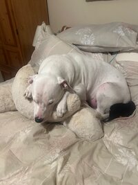 IMG_2759.jpeg