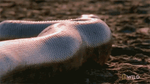 crawling-monster-snakes.gif