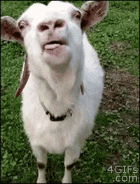 IMG_8993.gif