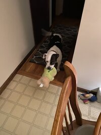 IMG_0206.jpeg