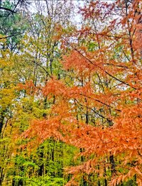 Screenshot_20251108_190710_Photos.jpg Screenshot_20251108_190710_Photos.jpg