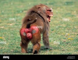 hamadryas-baboon-B8C922.jpg