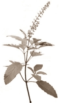 holybasil2.jpg