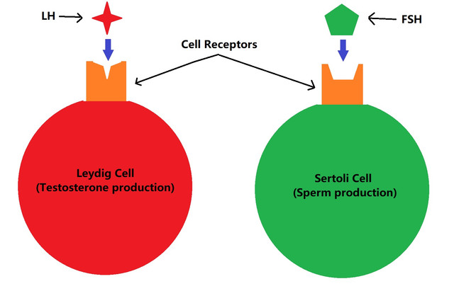 HCG-vs-HMG-cells.jpg