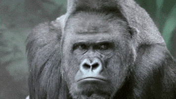 gorilla GIF
