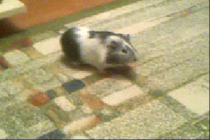 guinea pig GIF guinea pig GIF