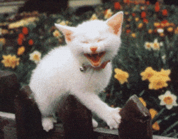 Happy Cat Smiling GIF Happy Cat Smiling GIF