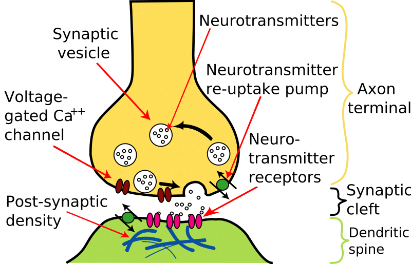 neurotransmission.png