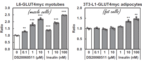ds20060511-glut-4-insulin.gif