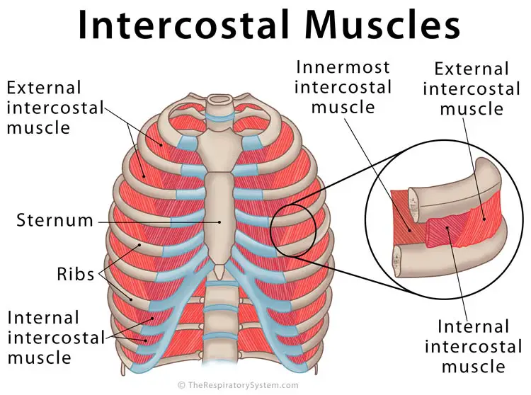 Intercostal-Muscles.jpg